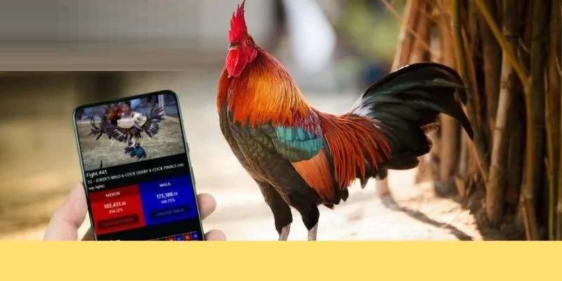 Áp dụng mẹo lựa chọn các trang live đá gà an toàn
