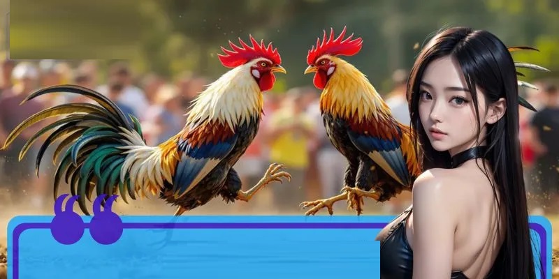 Áp dụng mẹo soi kèo đá gà chuẩn xác