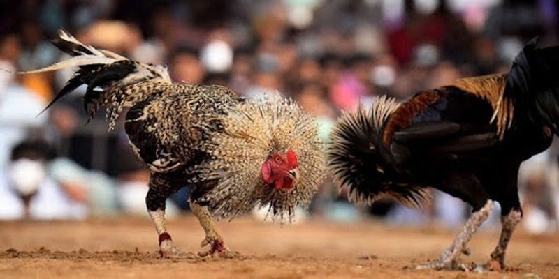 Cần chú ý tuyệt chiêu đá gà đòn hiểm