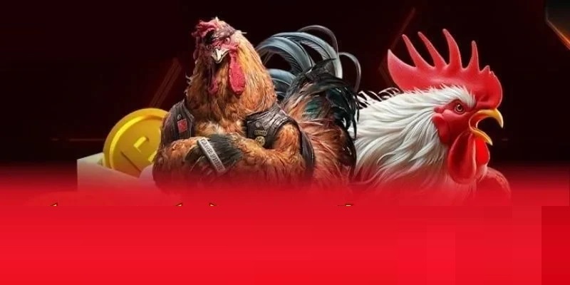 Đa dạng các trang live đá gà chuyên nghiệp