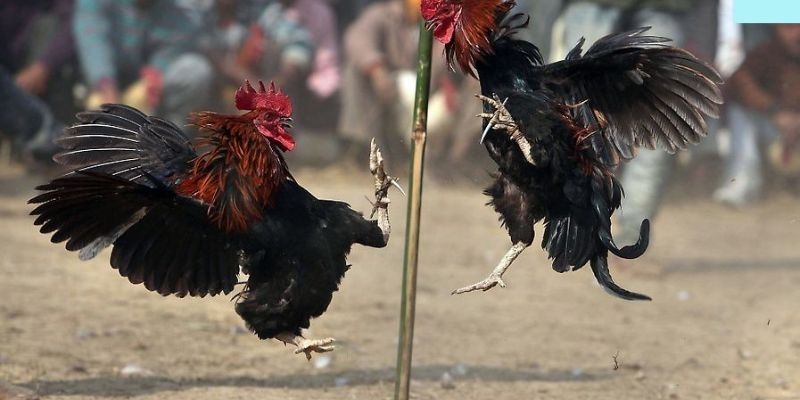 Đá gà đòn hiểm thu hút đông đảo người chơi tham gia